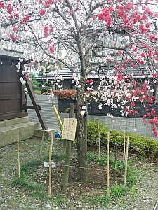 称名寺源平しだれ桃