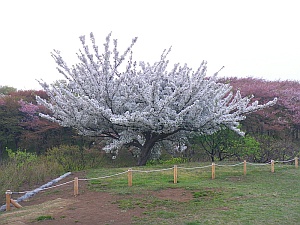 根岸森林公園の桜？