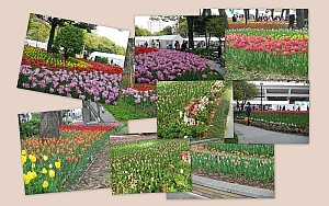 横浜公園チューリップ