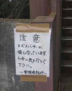 スズメバチ