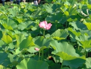 蓮の花
