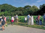 蓮の花を観る人々