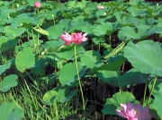蓮の花