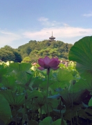 蓮の花と三重塔