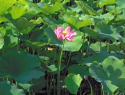 蓮の花
