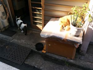黄金町の猫